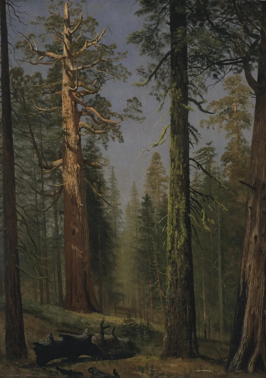 The giant sequoia Grizzly, Mariposa Grove, California - Albert Bierstadt