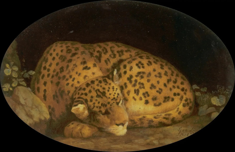 Sleeping Leopard - George Stubbs
