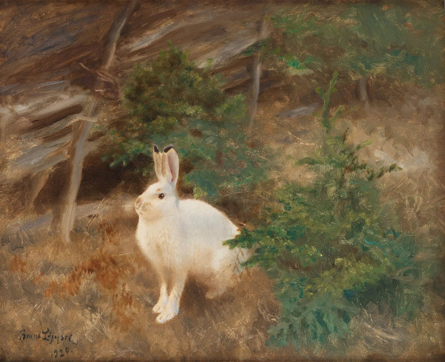 Mountain hare - Bruno Liljefors