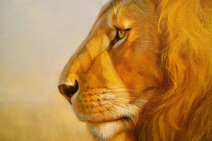 Lion in the savannah | 150 x 100 cm