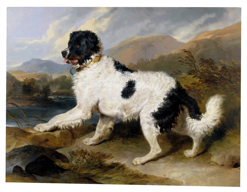 Lion', a Newfoundland dog - Edwin Henry Landseer
