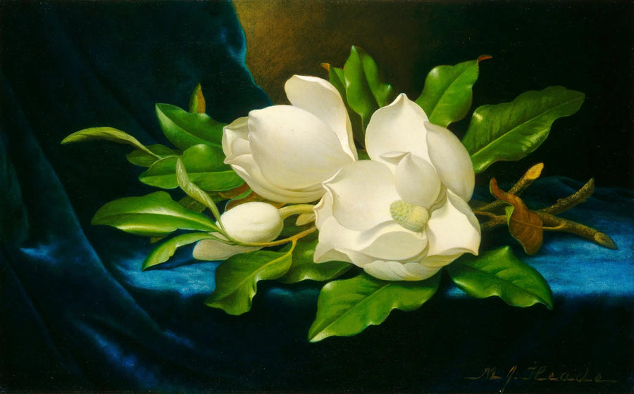 Giant Magnolias on Blue Velvet - Martin Johnson Heade