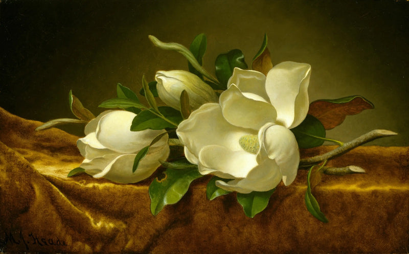 Magnolias on golden velvet fabric - Martin Johnson Heade