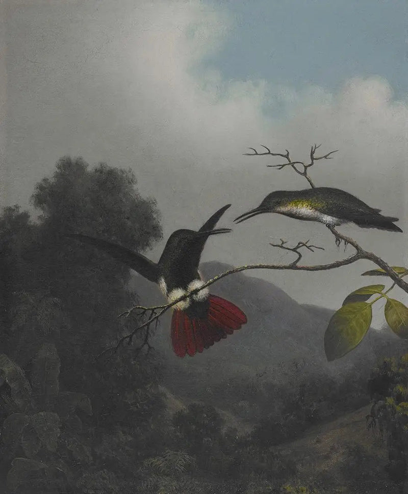 Black-throated Mango - Martin Johnson Heade