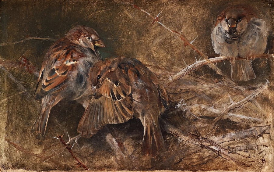 House Sparrows Among the Thorns - Bruno Liljefors