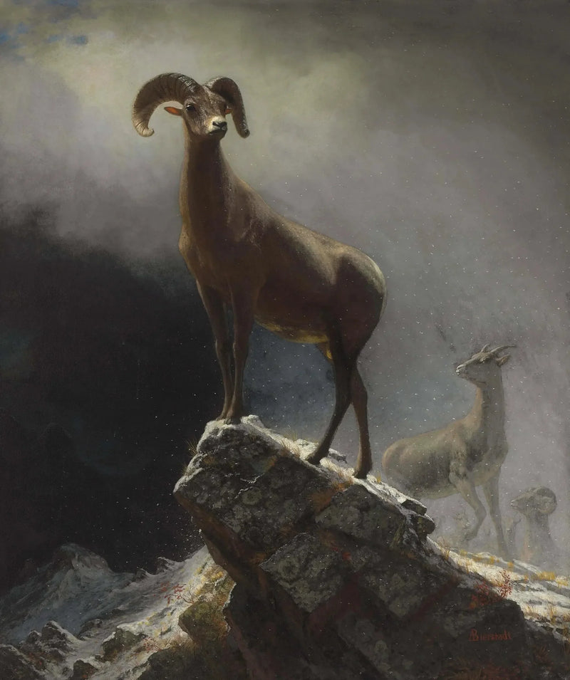 Rocky Mountain Mouflon - Albert Bierstadt