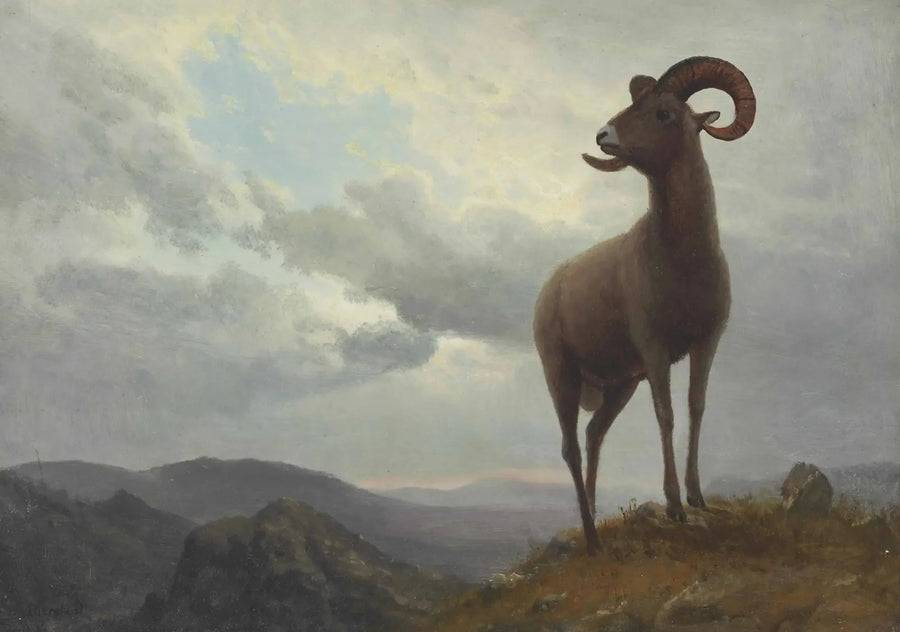 Long-Horned Sheep - Albert Bierstadt