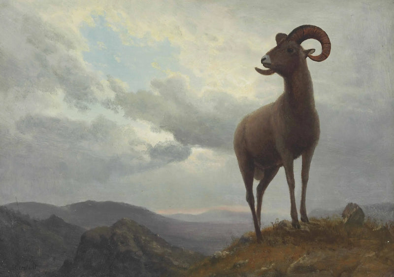 Long-Horned Sheep - Albert Bierstadt