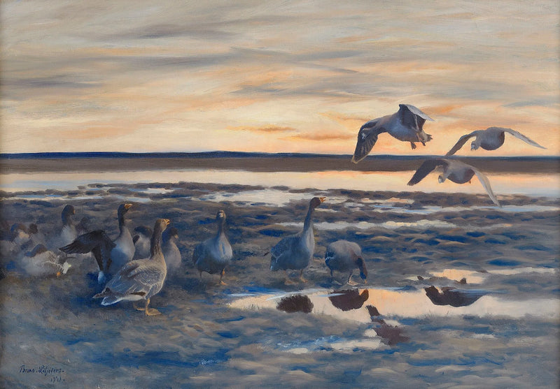moulting of bean geese - Bruno Liljefors