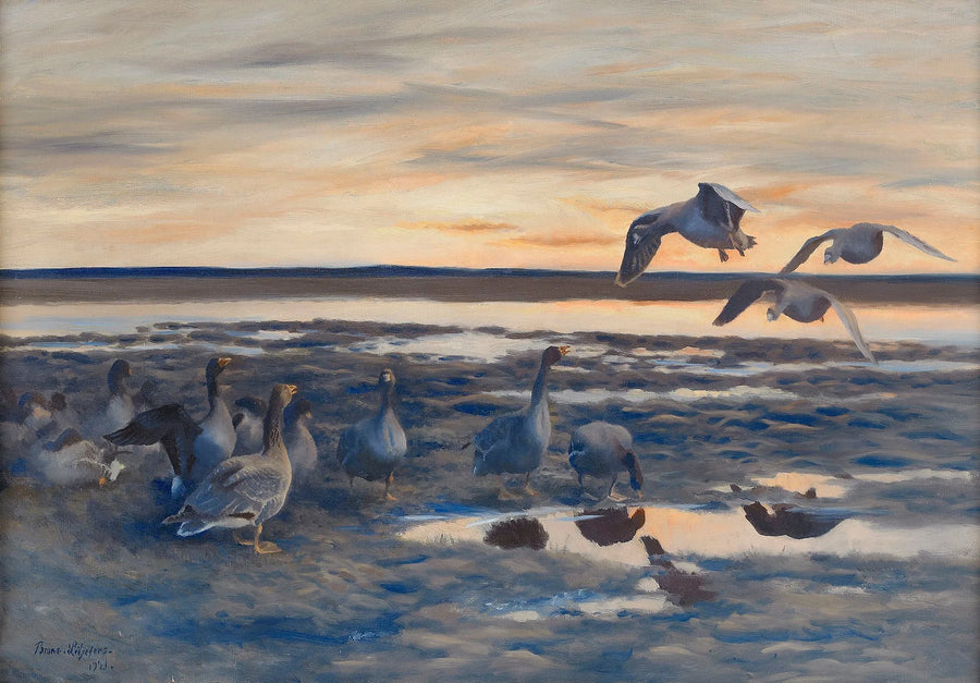 moulting of bean geese - Bruno Liljefors