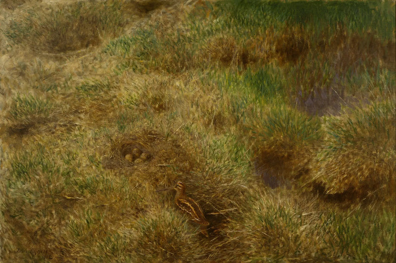 Snipe nest - Bruno Liljefors