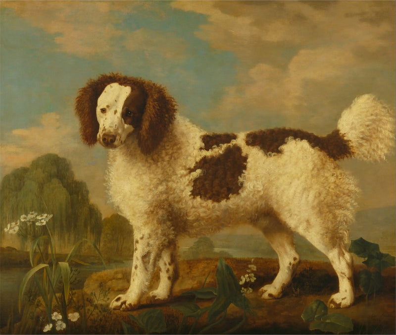 Norfolk or Water Spaniel brown and white - George Stubbs