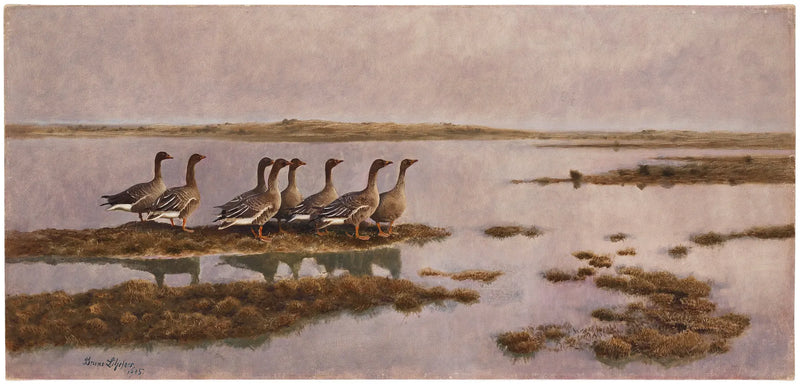 Geese in wetlands - Bruno Liljefors