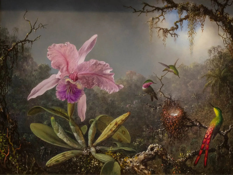 Orchidée Cattleya and Three Hummingbirds - Martin Johnson Heade
