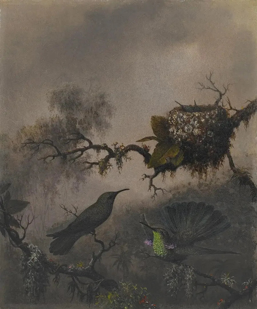 Purple Ear with White Belly - Martin Johnson Heade