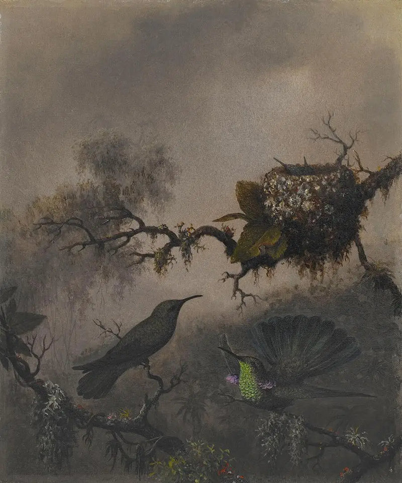 Purple Ear with White Belly - Martin Johnson Heade