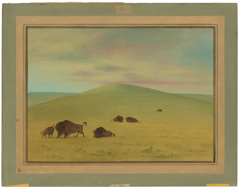 American Pasture - Prairies de la Platte - George Catlin