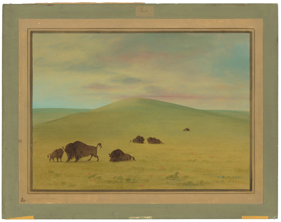 American Pasture - Prairies de la Platte - George Catlin