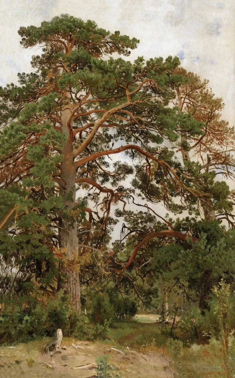 Landscape with Pines - Ivan Chichkine