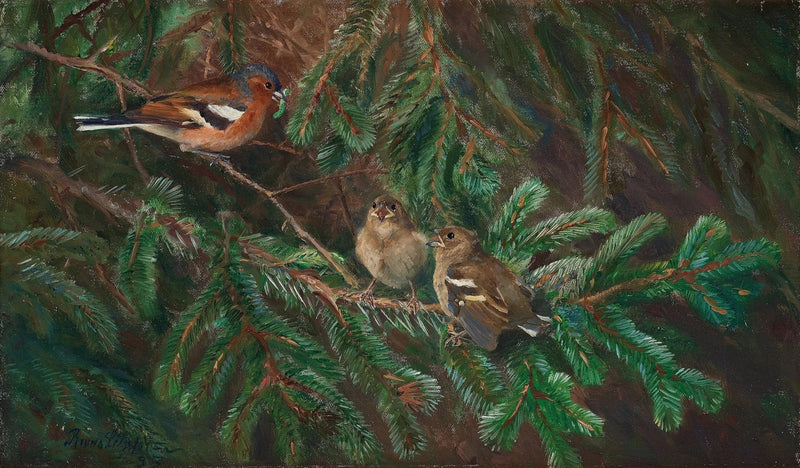 Male chaffinch feeding his chicks - Bruno Liljefors