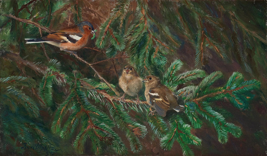 Male chaffinch feeding his chicks - Bruno Liljefors