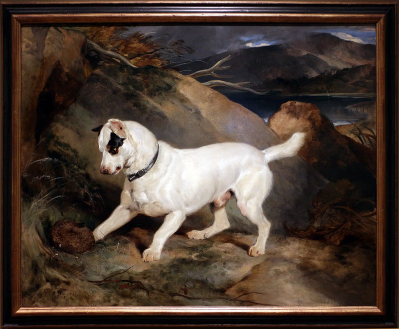 Portrait of a terrier, property of Owen Williams, ESQ., Member of Parliament (Jocko with a hedgehog) - Edwin Henry Landseer