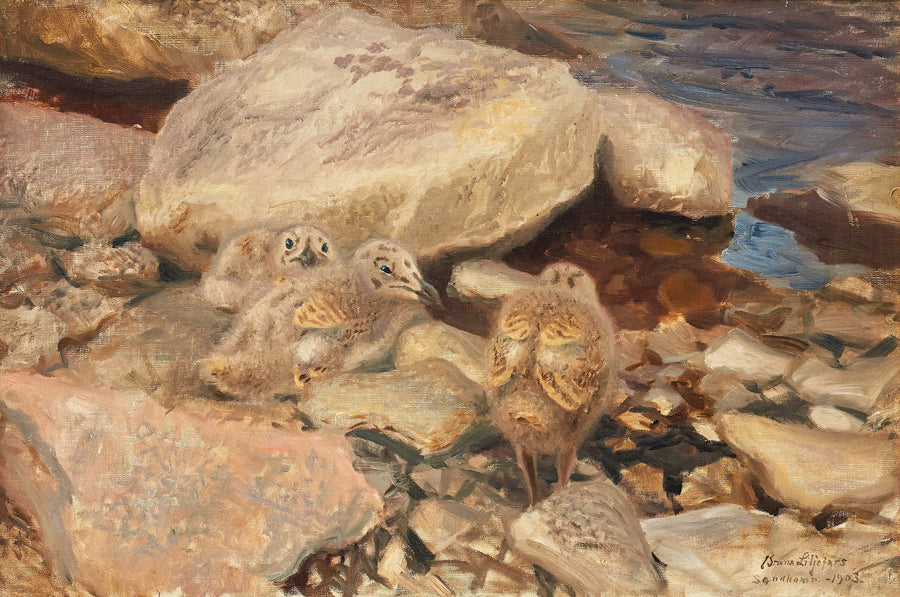 Herring gull chicks - Bruno Liljefors