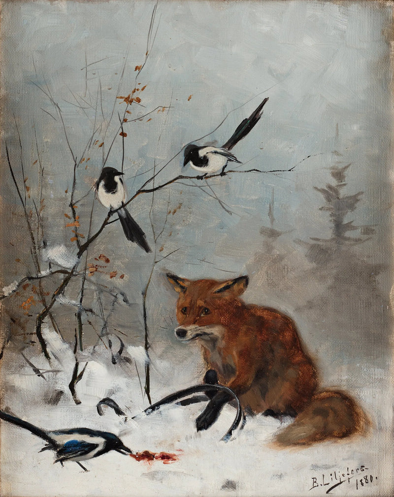 Fox trapped in jaw trap - Bruno Liljefors