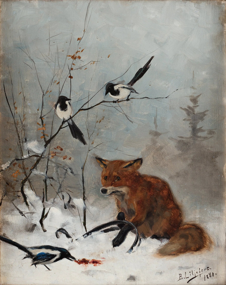 Fox trapped in jaw trap - Bruno Liljefors