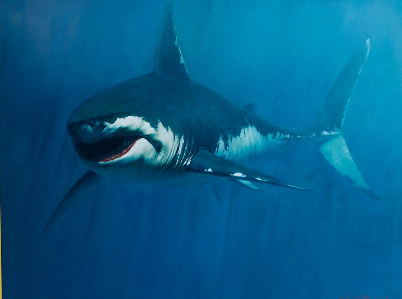 Shark | 150 x 200 cm