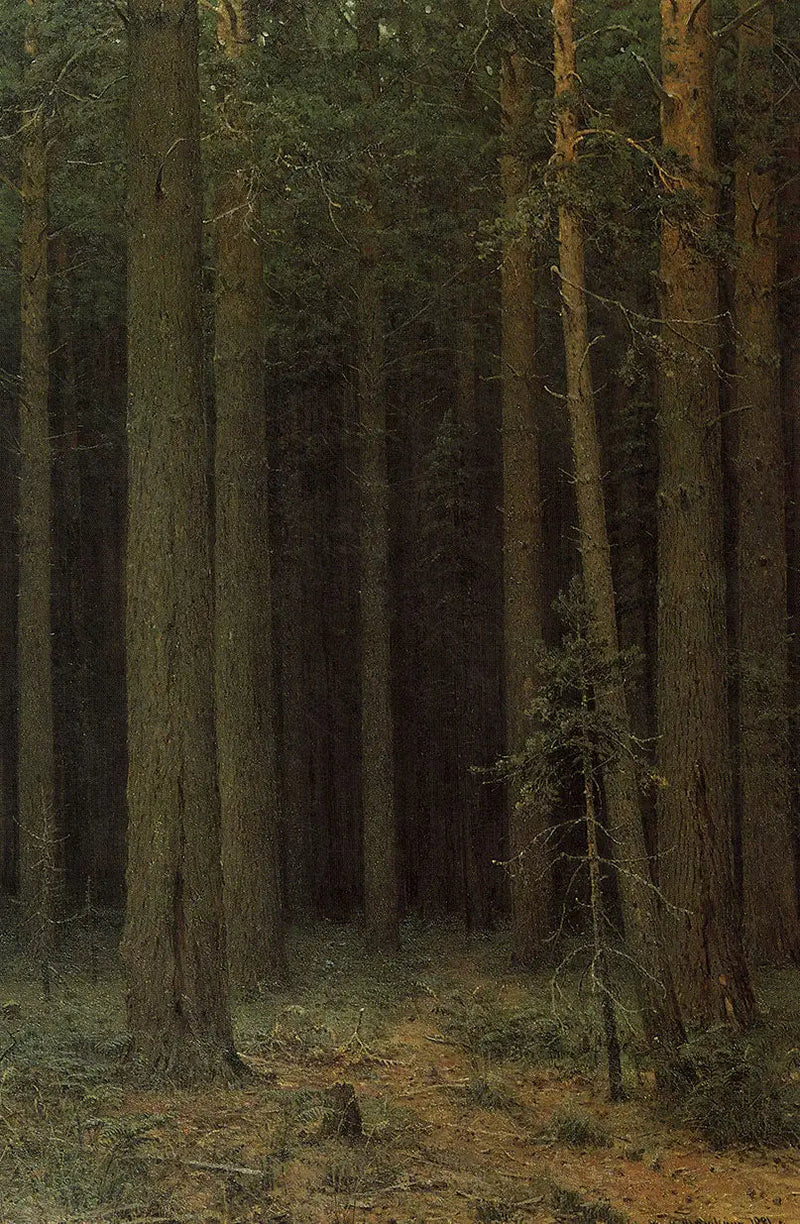 Forest Reserve. Pine Forest - Ivan Chichkine