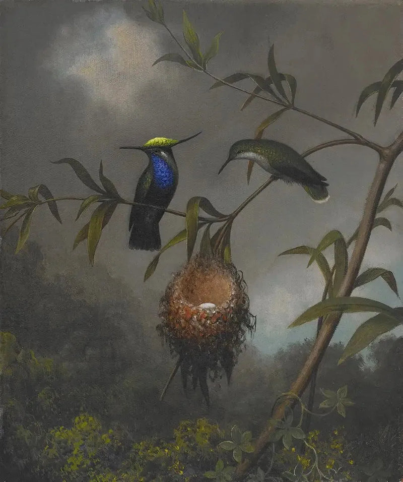 Black-chested Wren - Martin Johnson Heade