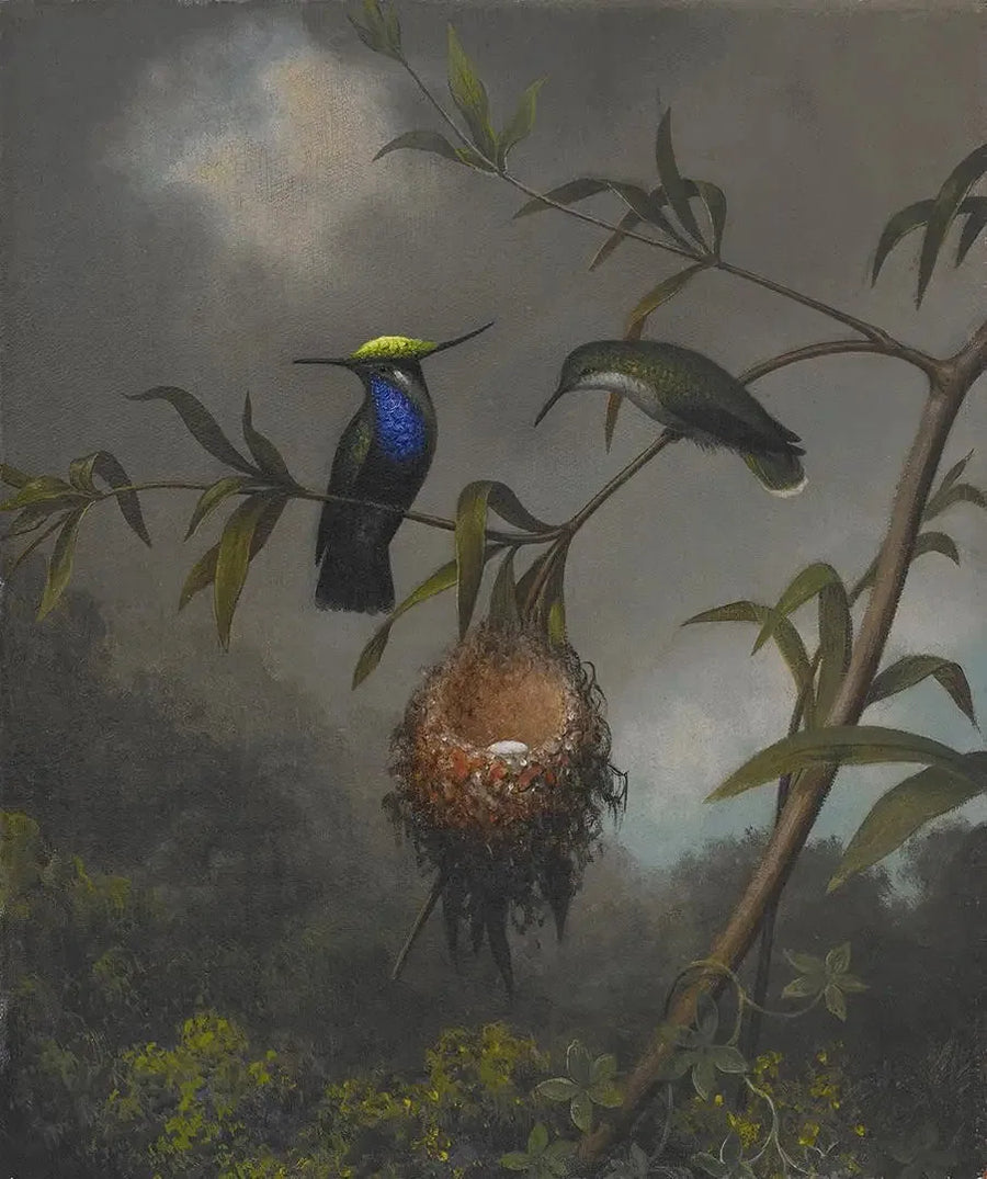 Black-chested Wren - Martin Johnson Heade