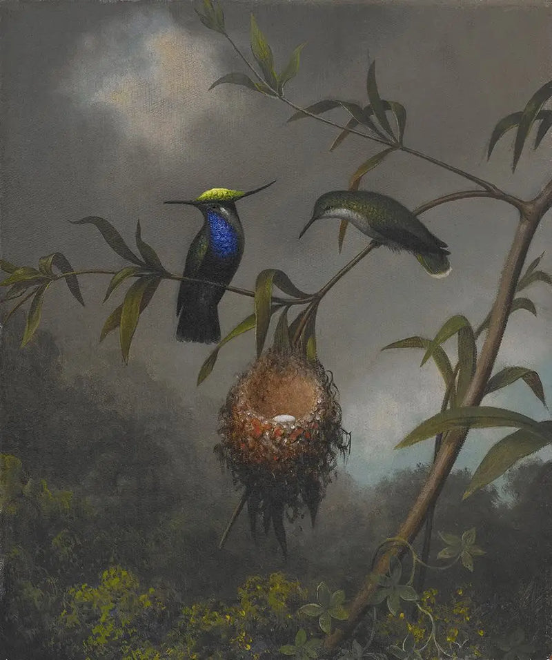 Black-chested Wren - Martin Johnson Heade