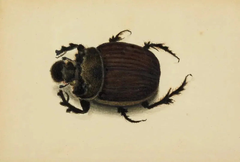 African Scarab - Albert Bierstadt