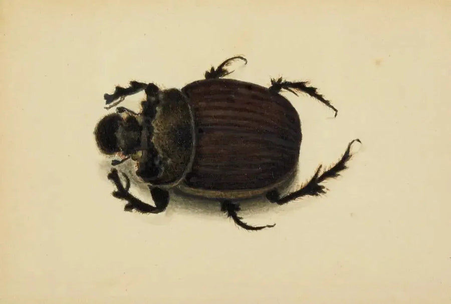 African Scarab - Albert Bierstadt