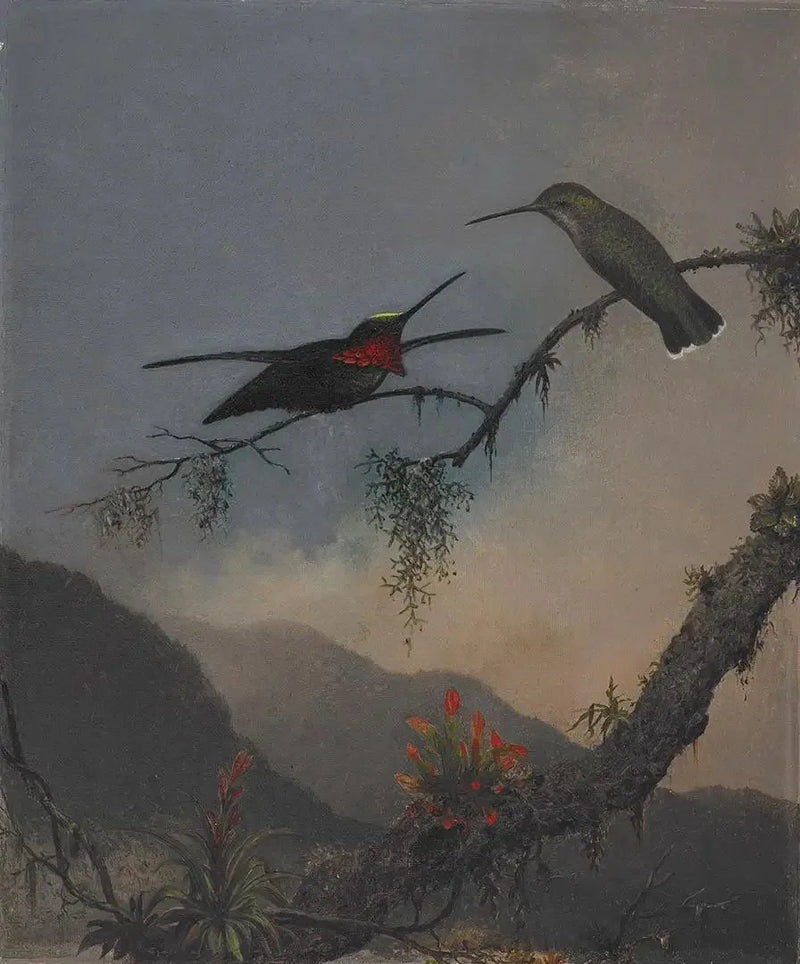 Starthroat with Striped Breast - Martin Johnson Heade