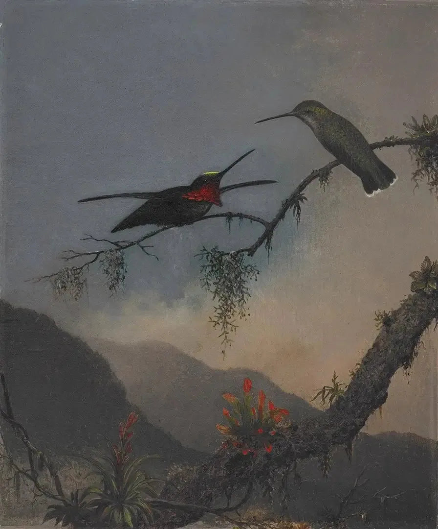 Starthroat with Striped Breast - Martin Johnson Heade