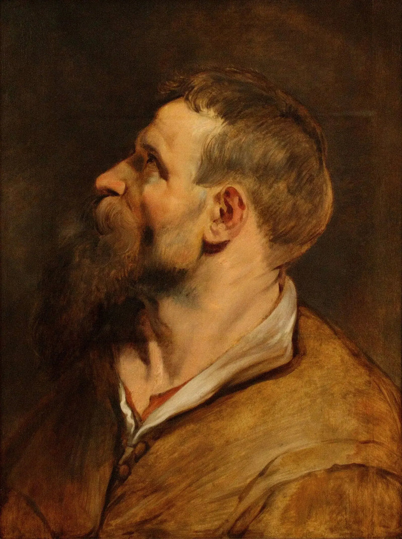 Head of a bearded man looking to the left - Peter Paul Rubens