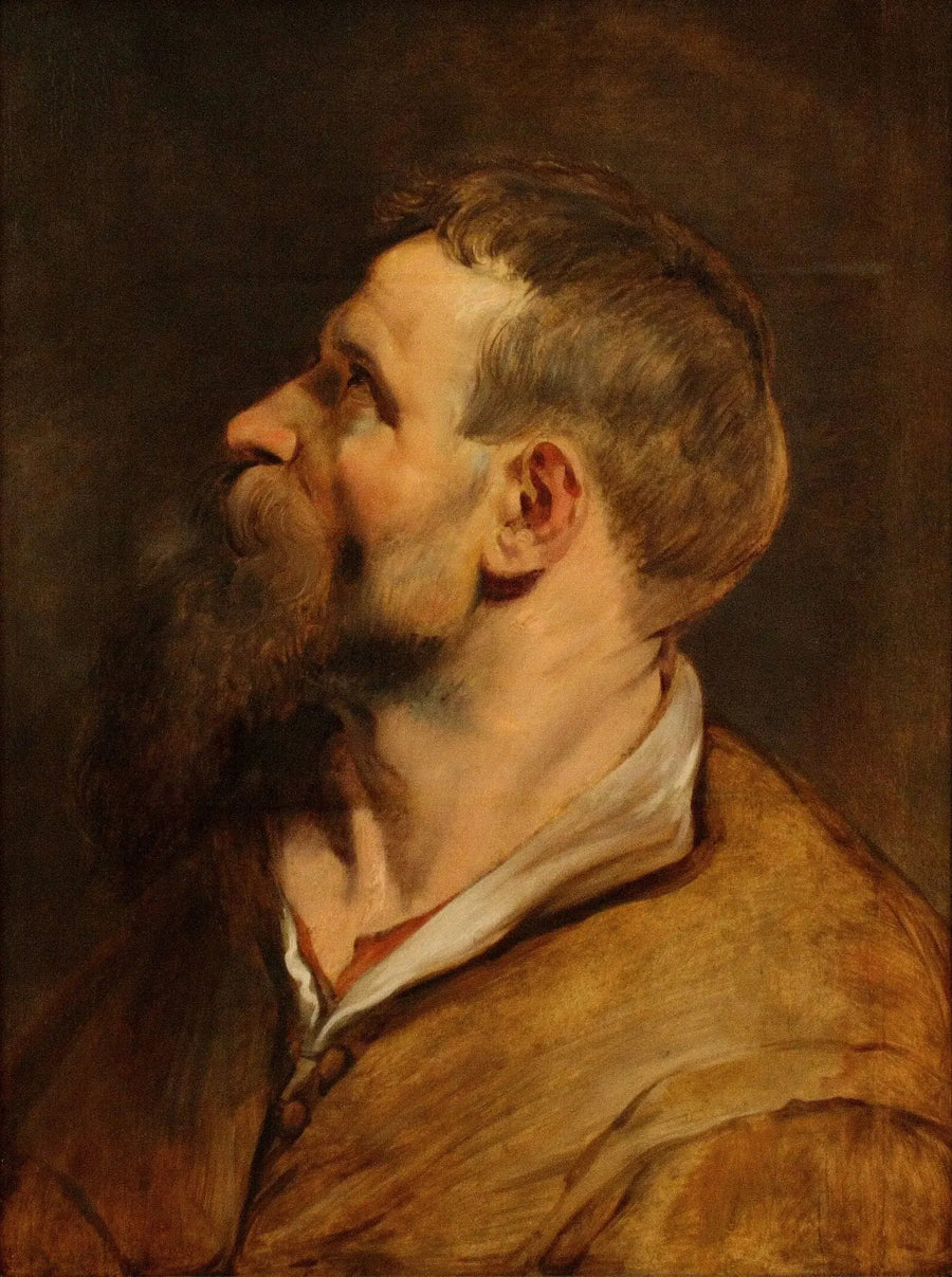 Head of a bearded man looking to the left - Peter Paul Rubens