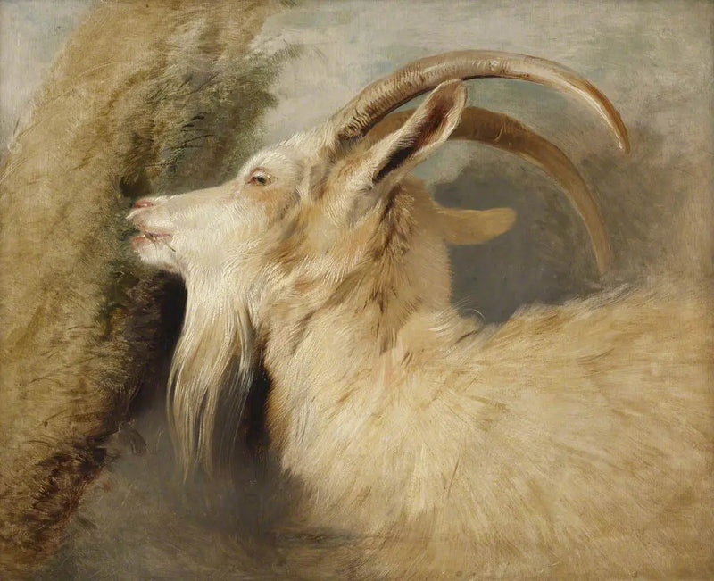 Goat Head - Edwin Henry Landseer