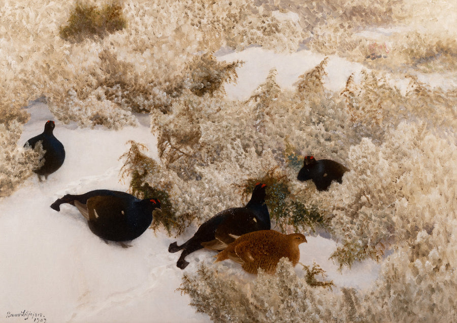Black grouse in the snow - Bruno Liljefors