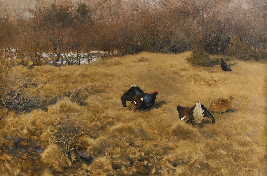 Black grouse on parade - Bruno Liljefors