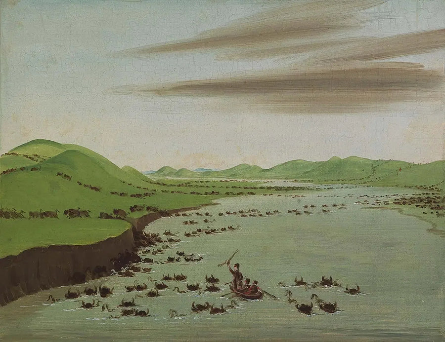 Herds of bisons crossing the Upper Missouri - George Catlin