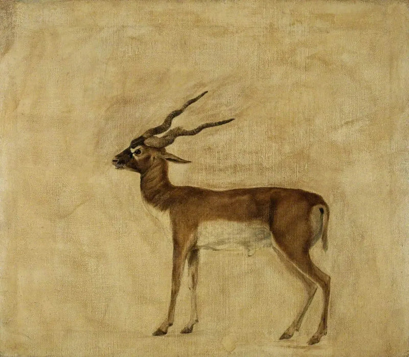 An Antelope Cervicapra - George Stubbs