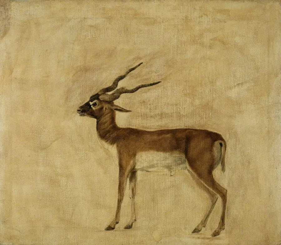 An Antelope Cervicapra - George Stubbs