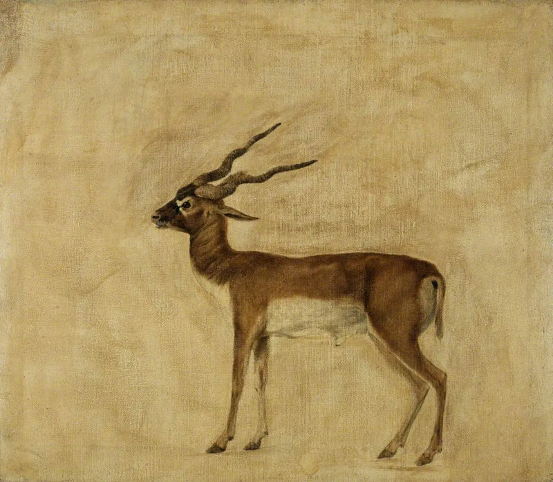 An Antelope Cervicapra - George Stubbs