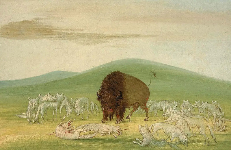 A wounded bison surrounded by white wolves - George Catlin