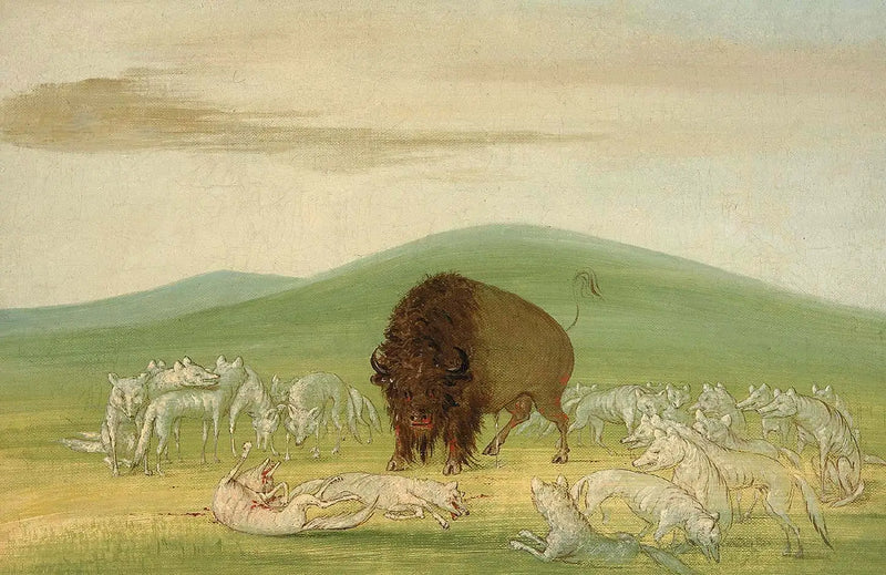 A wounded bison surrounded by white wolves - George Catlin