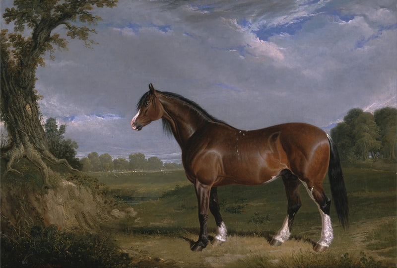 A Clydesdale Stallion - John Frederick Herring, Sr.